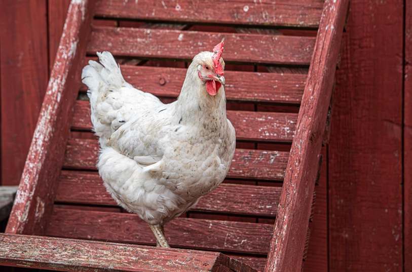 Calça Social Feminina