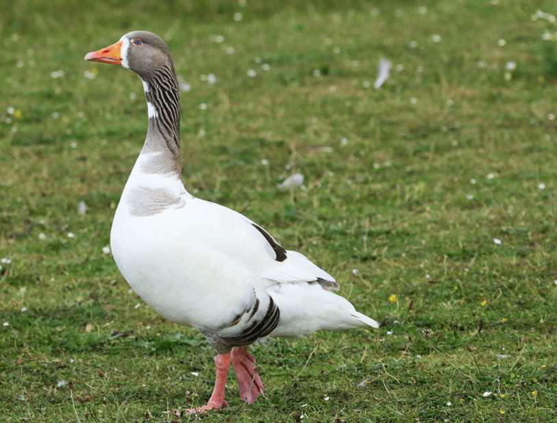 Bermuda Sarja Slim